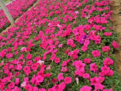 牽?；ǖ纳L環(huán)境