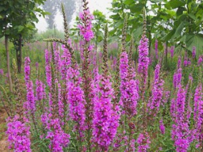 花卉苗木養(yǎng)護(hù)管理主要有幾方面？