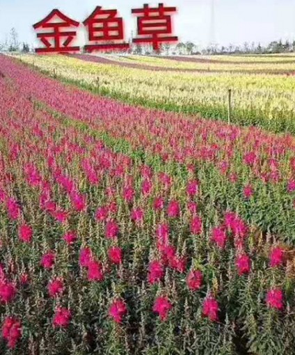 金魚(yú)草
