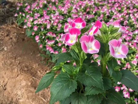 不同種類(lèi)花卉對(duì)肥料的需求有哪些差異？